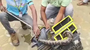 Huge python rescued from car