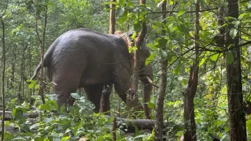 Odisha radio-collars third ‘problematic’ elephant 