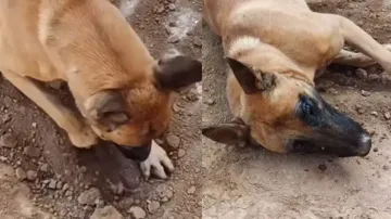 Video of mother dog mourning death of puppy will melt your heart, watch