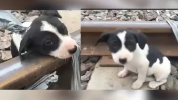 Puppy barbarically tied to railway track and left to die! Little one is all smiles after rescued