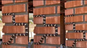 Snake plays 'snake game' in real! Netizens go on nostalgic rides, watch