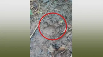 Pugmarks of ‘tiger’ found in Khordha forest
