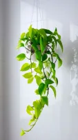 7 Beautiful Indoor Vines to Enhance Your Home