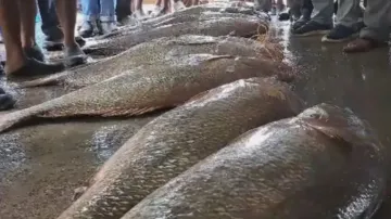 9 Telia Sila fish sold for whopping Rs 15 lakh