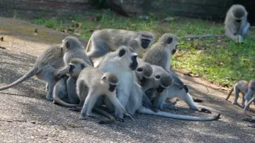Monkeys turn saviour for 6-year-old, foil rape attempt with sudden attack