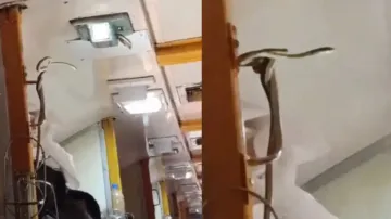 Watch: Snake on Indian Railways' Garib Rath creates panic among passengers
