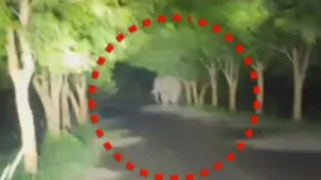 Tusker kills 4 people in three days in Odisha’s Mayurbhanj