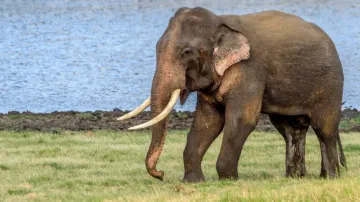 Image Representation