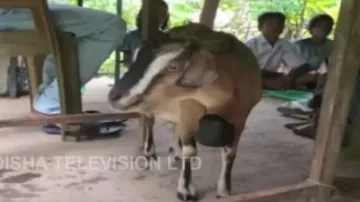 Odisha students attend classes in goat shed as rural education faces serious crisis