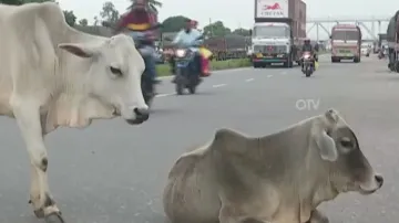 Stray cattle menace along NHs in Odisha