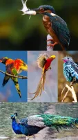 7 Most Colorful Birds On Earth You Must Know About
