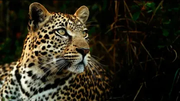 'Man-eater' leopard put up for public display at Odisha's Sambalpur zoo
