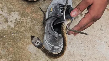 Man bitten by monocled cobra hiding in shoe