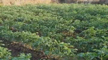 bjp potato mission in odisha