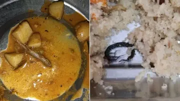 lizard & scorpion found in hostel food