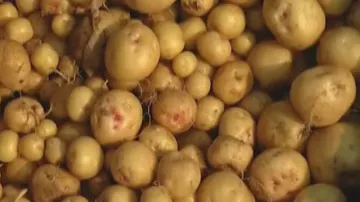 Will procure seeds from UP, Punjab & distribute on time to farmers: Odisha Dy CM on Potato Mission  