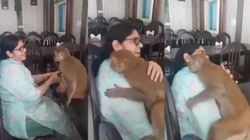 Monkey hugs random woman chanting 'Hare Ram' at restaurant, video winning internet; watch