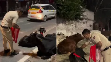 Cop ties reflective neckbands on stray cattle on roads to prevent accidents, wins hearts; watch