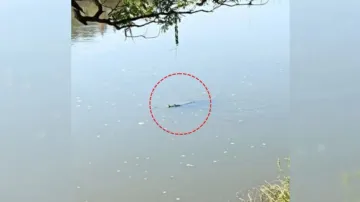 Crocodile scare grips villagers in Puri after sighting in river 