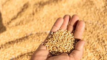 MSP for Rabi Crops 2025-26: Significant hikes announced for wheat and other items