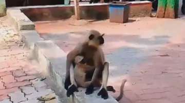 Monkey goes on rampage in Balasore