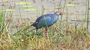 Chilika’s beauty magnifies as migratory birds arrive 