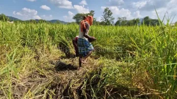 Wild boar herd causes extensive crop damage in Odisha, farmers demand compensation