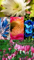 Bleeding Heart To Juliet Rose, 8 Rarest Flowers On Earth You Can't Take Your Eyes Off
