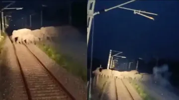 Herd of 60 elephants saved from getting crushed under train while crossing railway track at night