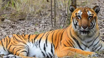 Royal Bengal Tiger 