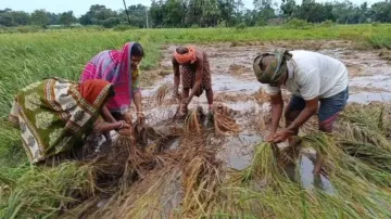 Extensive crop and vegetable farming loss due to Cyclone Dana leaves Odisha farmers in lurch