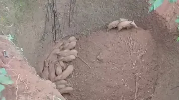 28 wild boars fall into abandoned well in Odisha, rescued