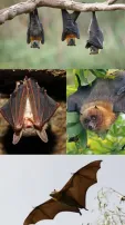 Bat Appreciation Week: 9 Interesting Facts About Bats That May Surprise You