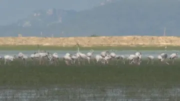 Chilika Lake welcomes winged guests from across the world ahead of winter