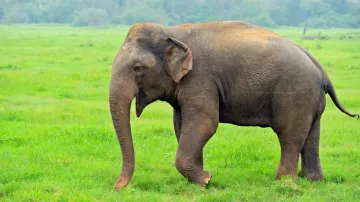 Elephant killed after being hit by goods train in Odisha