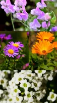 8 Winter Flowers To Add Vibrant Colours To Your Garden