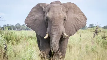 Odisha begins probe into unnatural death of nearly 50 jumbos in 7 months