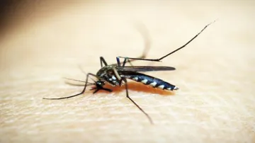 Aedes mosquito