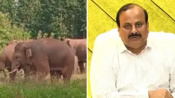 Odisha elephants facing shortage of habitat space: PCCF Wildlife