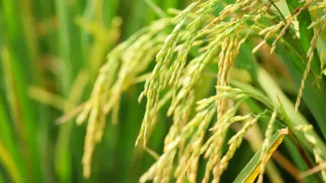 Paddy procurement for kharif season in Odisha to start from Nov third week