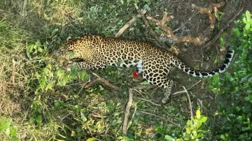 Leopard caught in trap laid for boar rescued after 10-hour-long operation in Odisha 