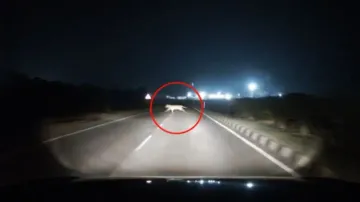 Royal Bengal Tiger crossing NH 16 caught on camera near Berhampur