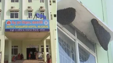 Not disease, patients worried about honeybees at this Odisha hospital 