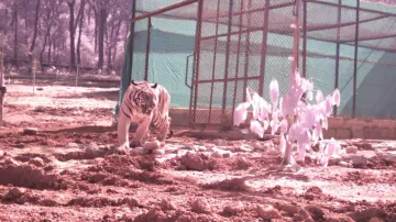 Tigress Jamuna brought from Maharashtra released into wilds of Similipal