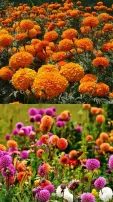 8 Beautiful Winter Flowers to Brighten Your Garden