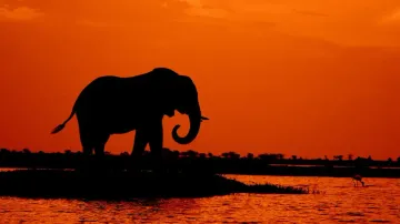 75-year-old man, out to relieve himself, trampled to death by elephant
