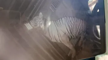 Second tigress from Maharashtra released into soft enclosure in Similipal Tiger Reserve