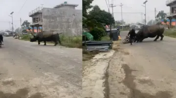 Rhinoceros 'goes rogue', flees 'crime scene' after creating havoc on road, watch