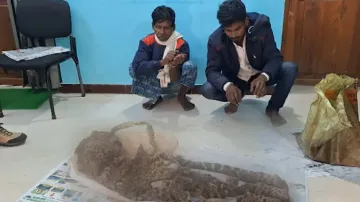 Dismembered leopard carcass found in Odisha