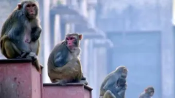 Over 100 monkeys die of toxic chemical, buried in pit to hide carnage in UP